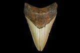 Fossil Megalodon Tooth - North Carolina #147023-2